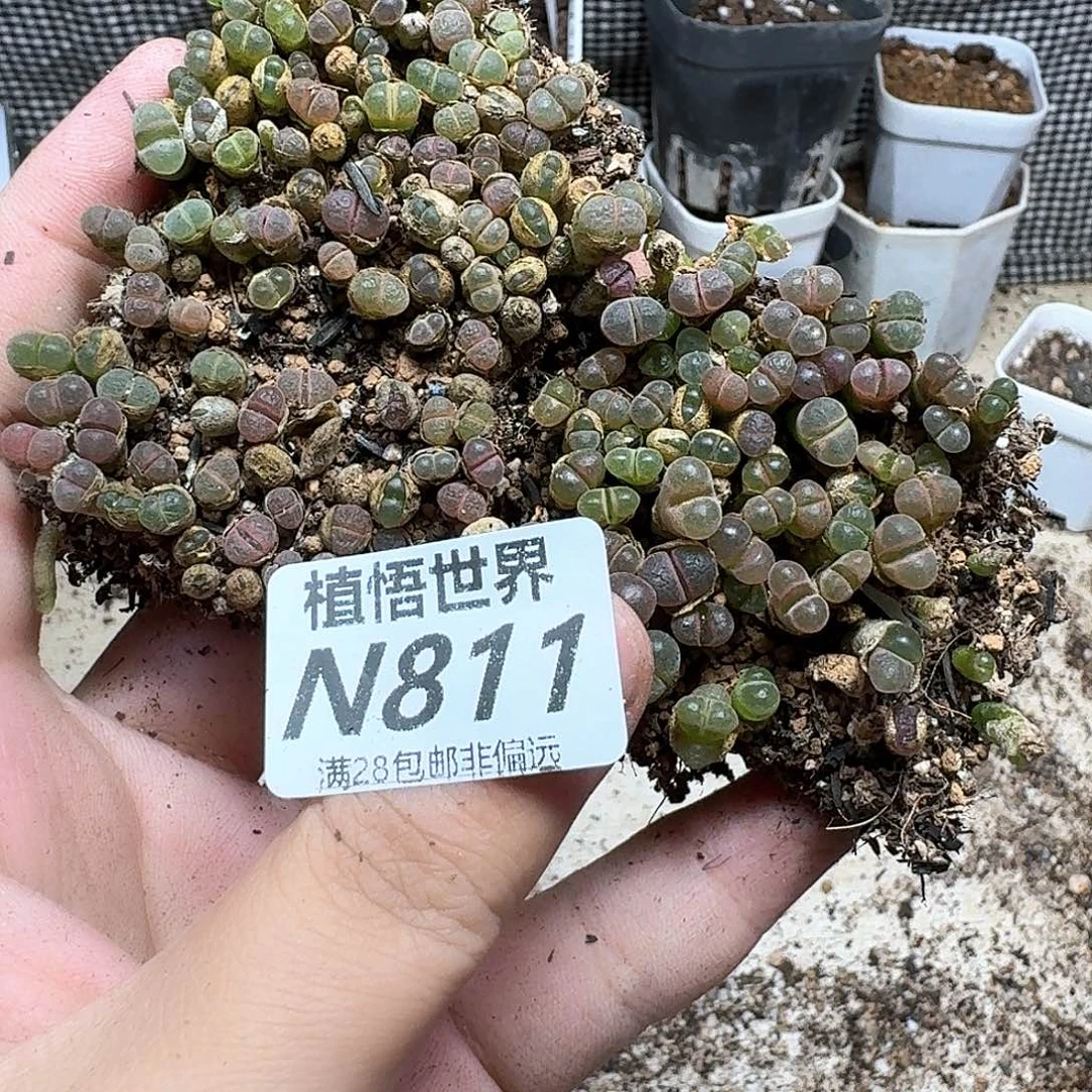 多肉植物的润泽从v