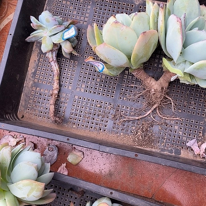 白凤血凤一物一拍