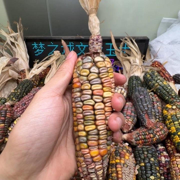 柏香籽/百香籽吊坠盼**拉