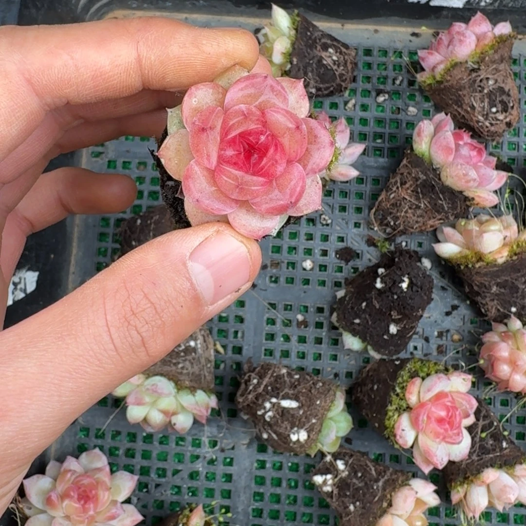 多肉一物一拍12-215