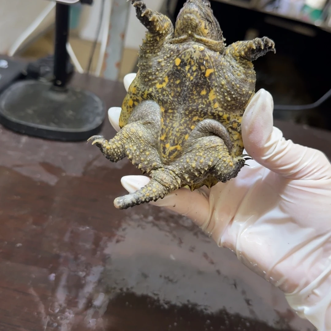 不分公母小鳄龟编号7，福利价瑕疵，退单不可再购买