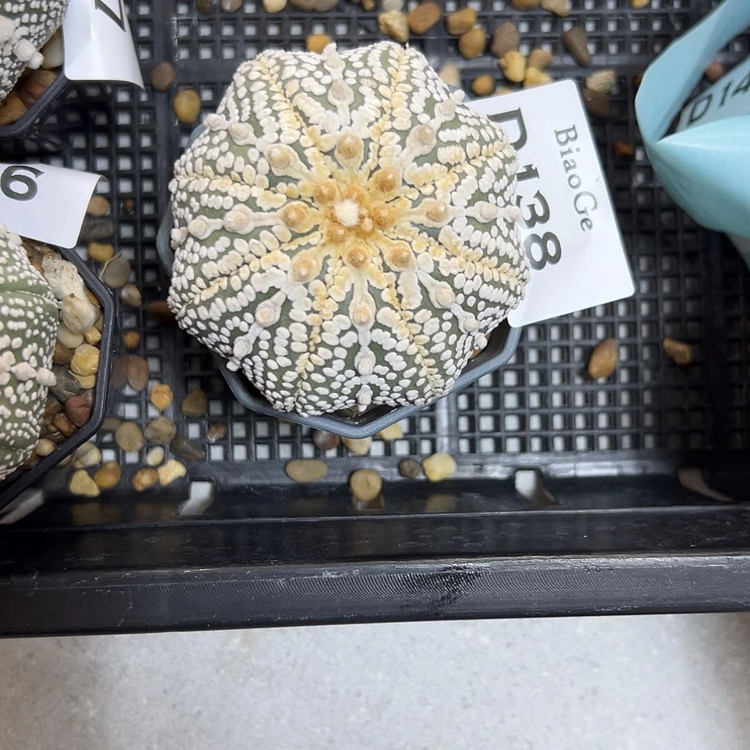 大****国D138号兜仙人球多肉植物