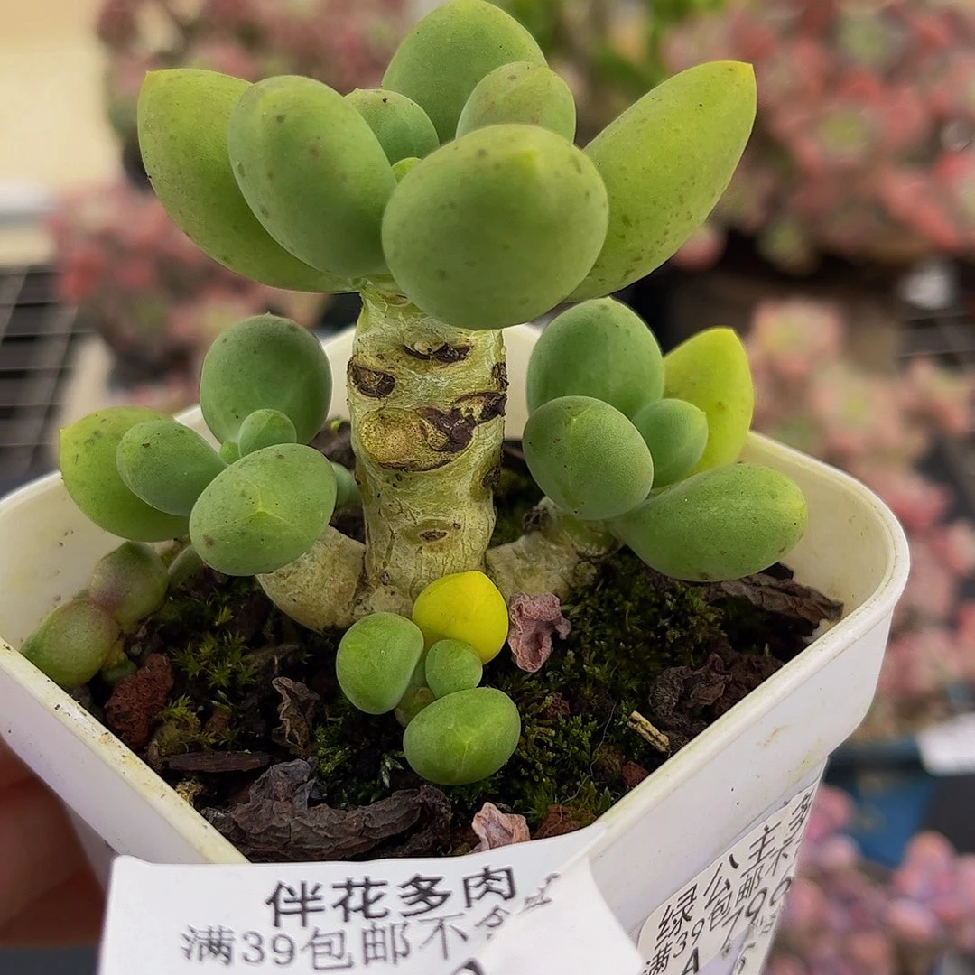 228-芒果奶多肉6cm