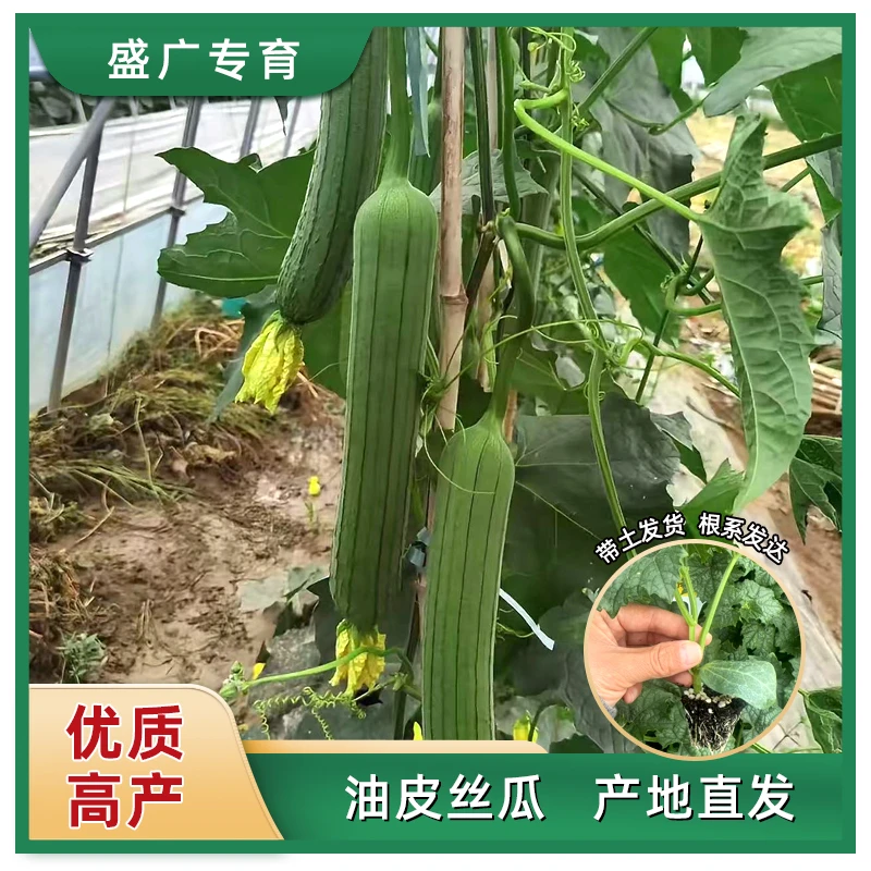 【油皮丝瓜】 山东寿光苗场直发丝瓜种苗地栽小院种植蔬菜苗