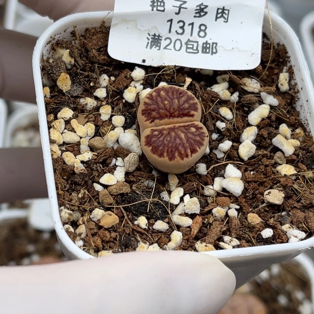 1318号一颗血管菊发货