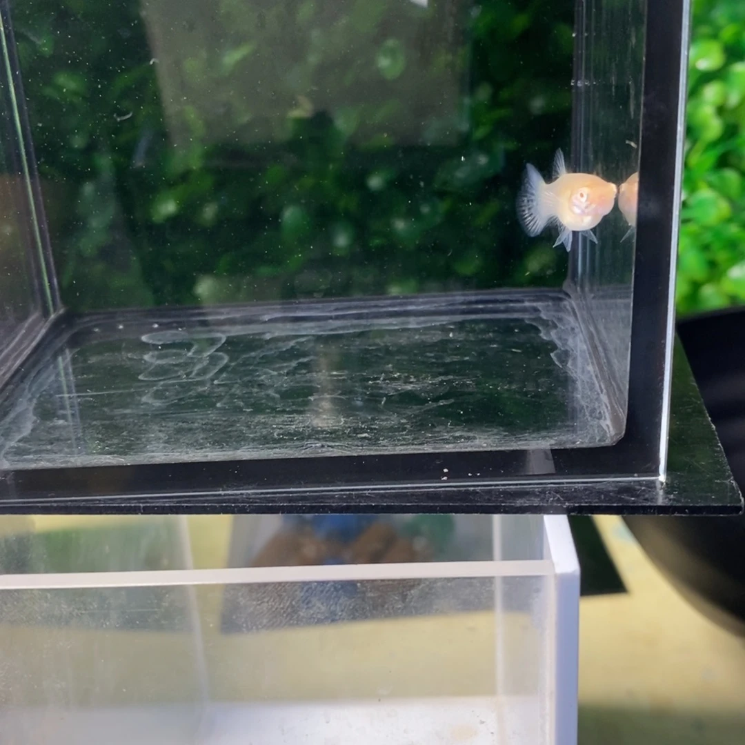 孔雀鱼金粉孔雀鱼一对