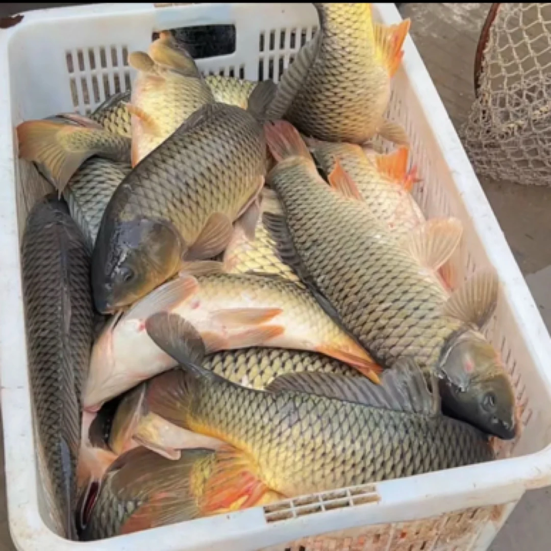 东北鲤鱼 一条3斤左右随机选