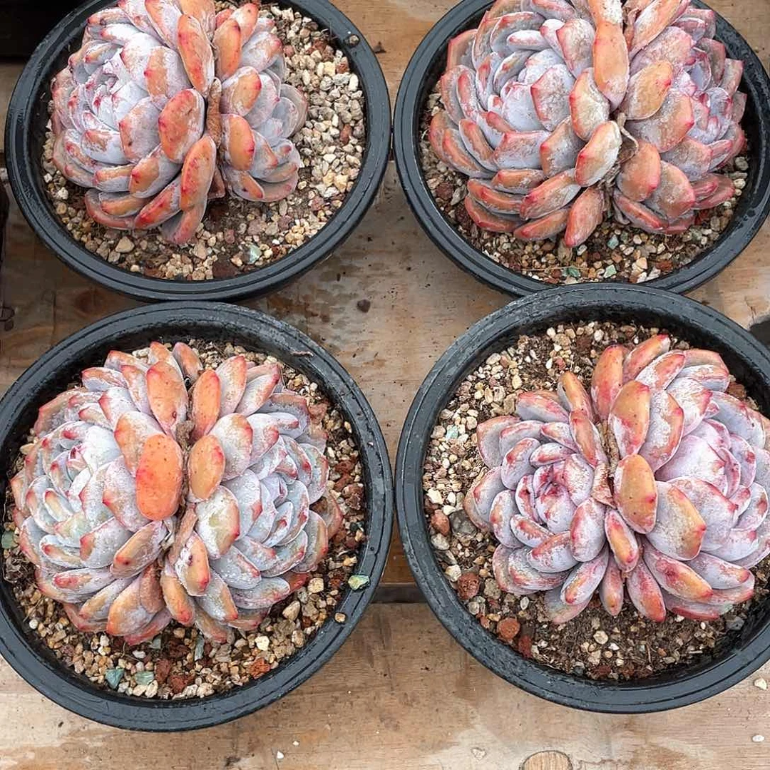 z***吟多肉植物多肉植物