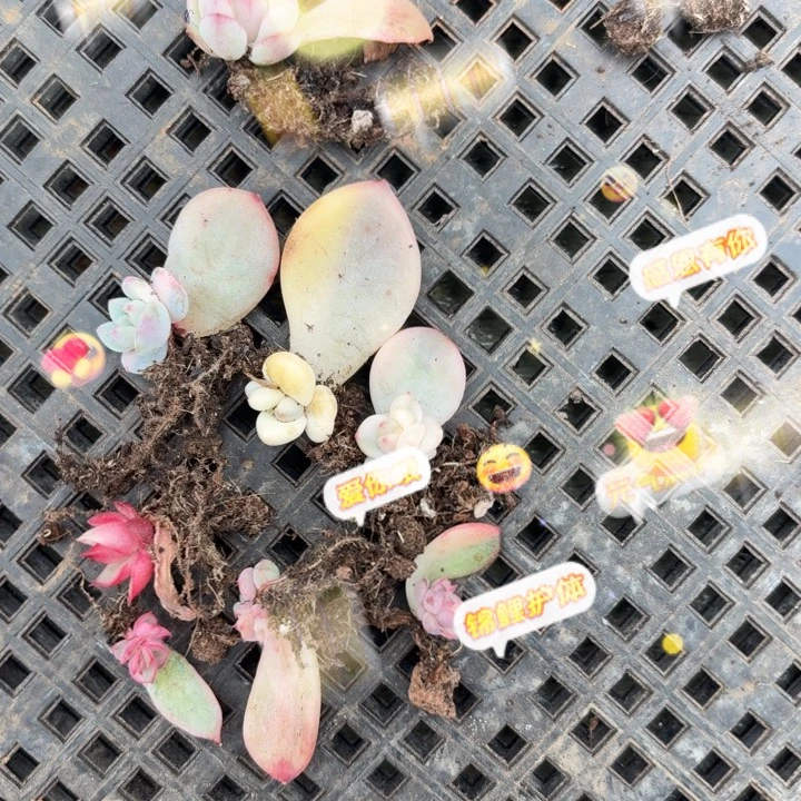 一组下播覆轮一物一拍