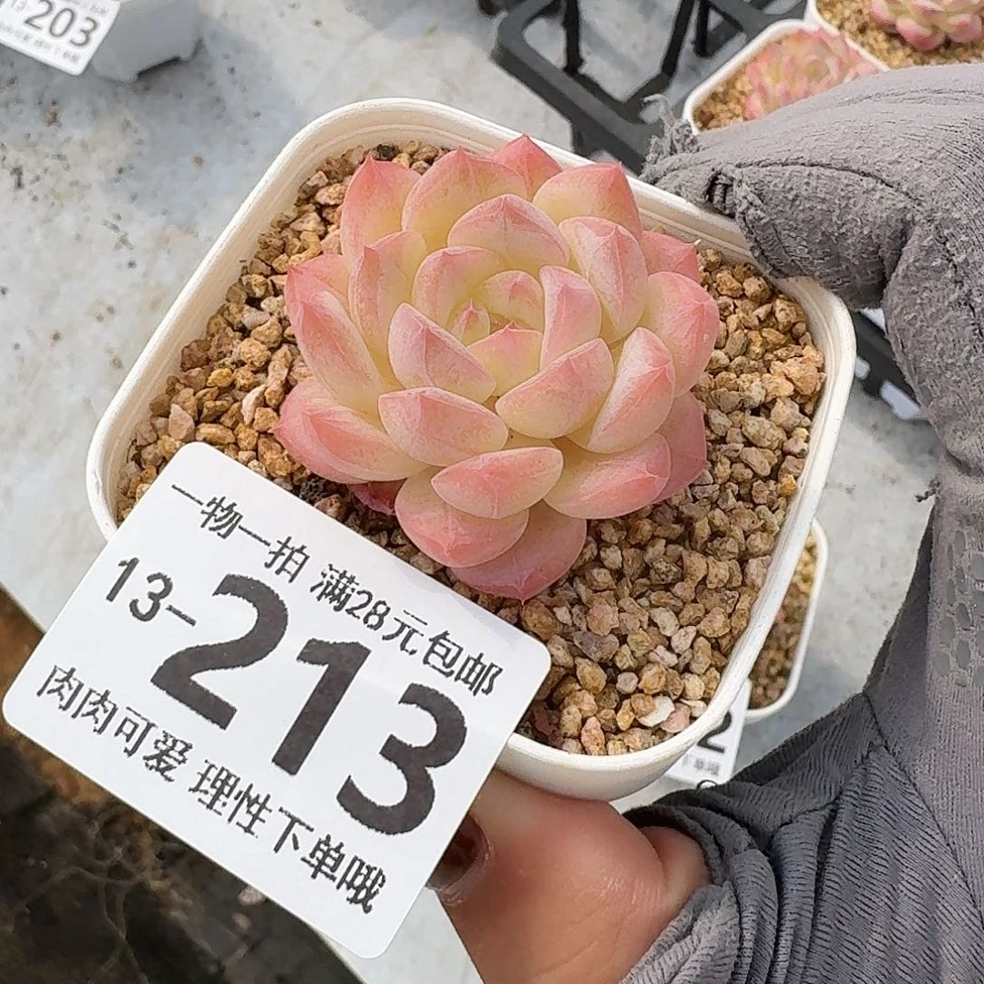 美梦无盆土发货无盆