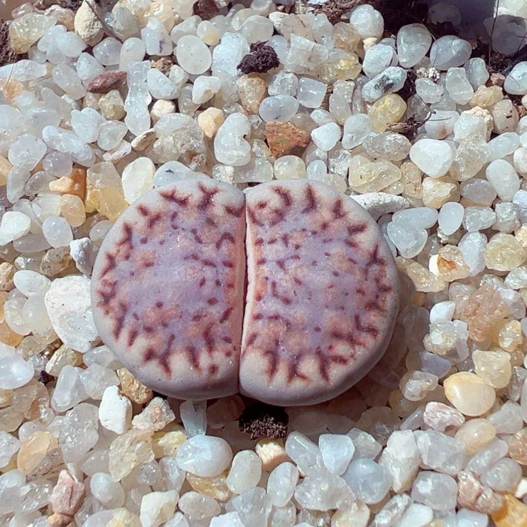 1027-439多肉多日糖霜1621.6