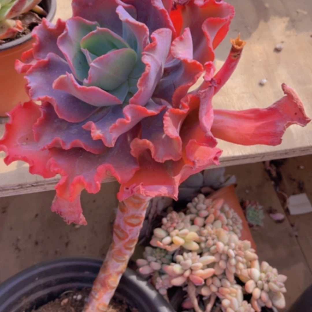 【闪购商品】红婚纱1940