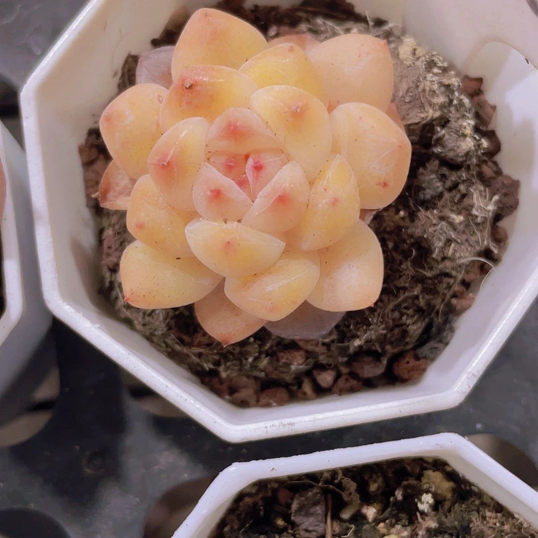 猫*卡布奇诺a050一物一拍