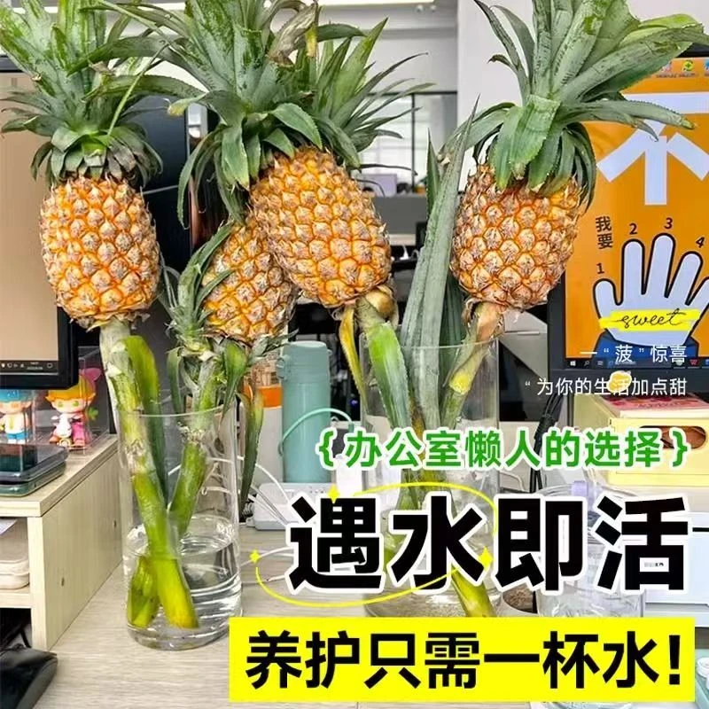 办公室水养小菠萝绿植鲜花迷你水果凤梨云南鲜花香蕉