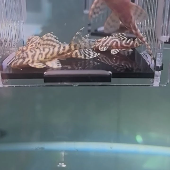 哎***生清道夫4 号，黄金帝王迷宫，5 条，包邮包路损，偏远除外