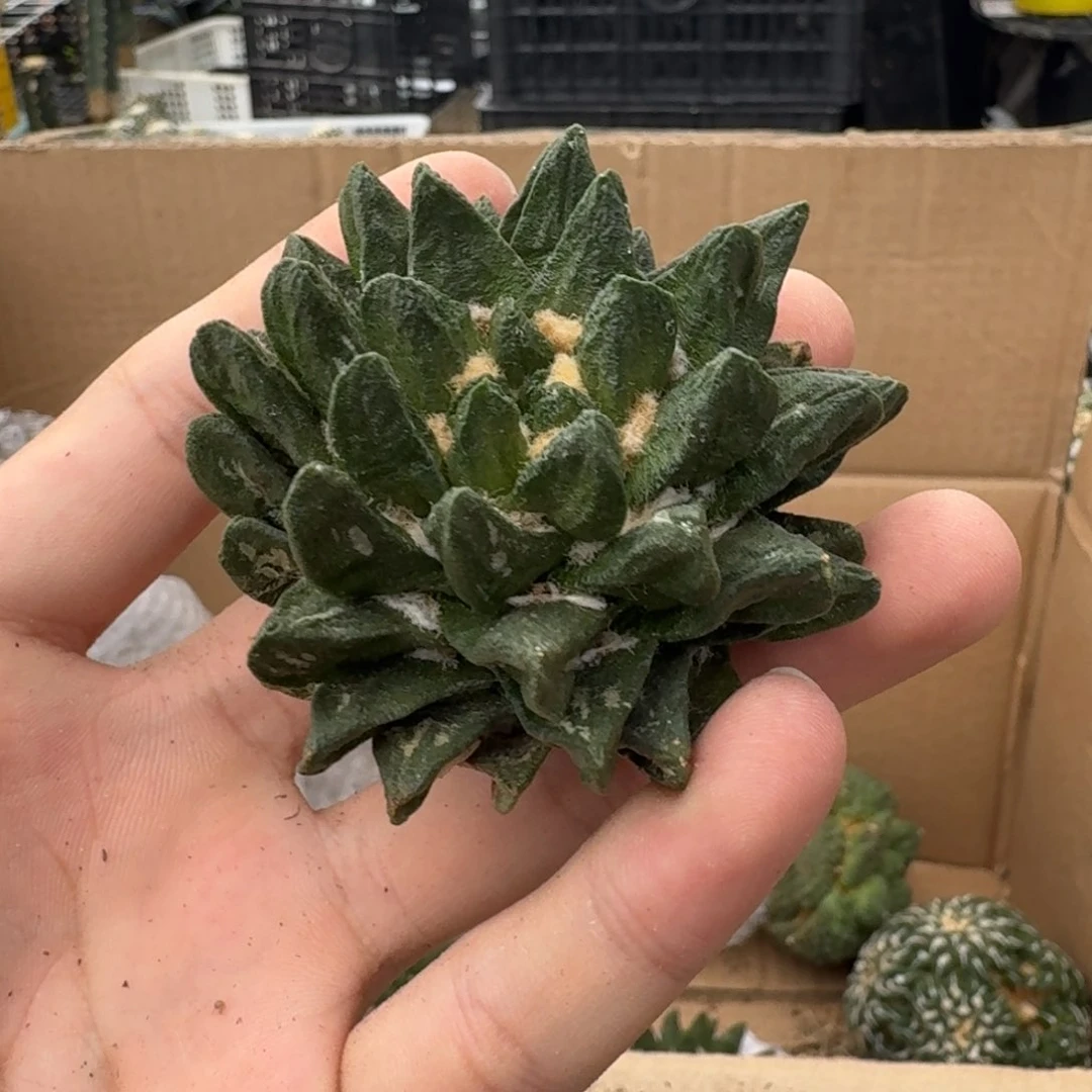 凌***半仙人球开花一个福利品