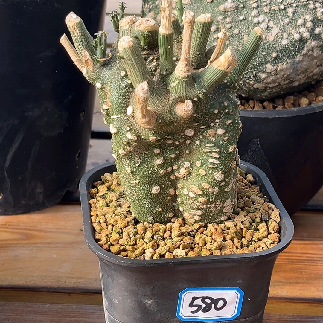 优选球腺蔓，熟桩，大漏