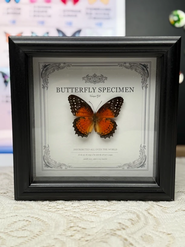 （许愿玩法）蝴蝶真实标本相框摆件