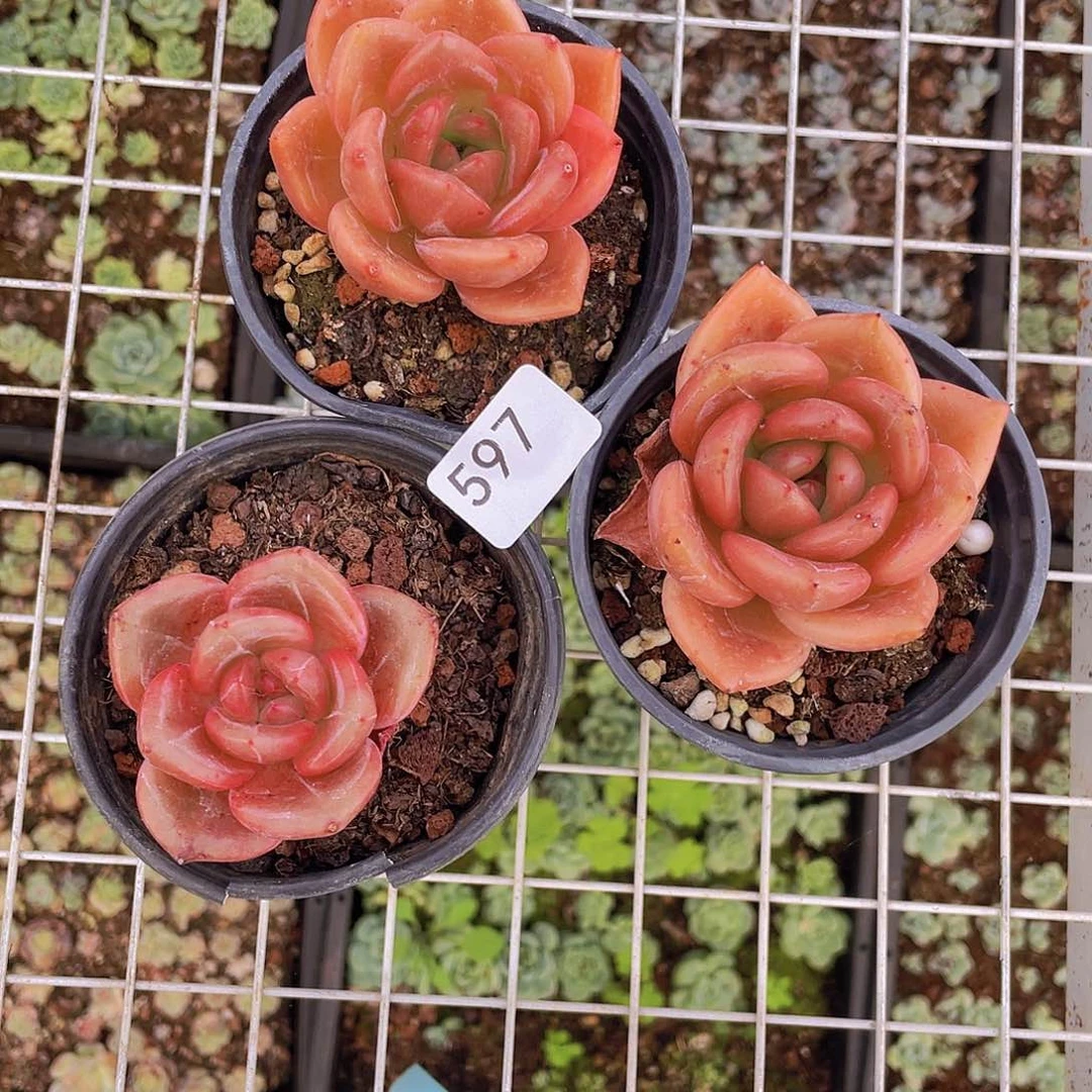 597。 QQ橙。3 棵。   量拍。