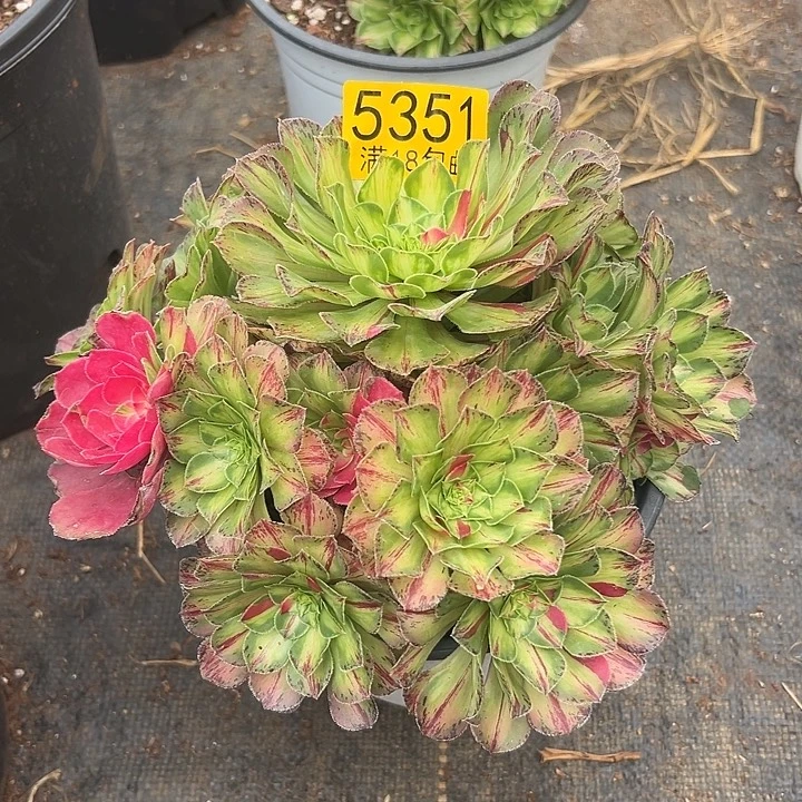 351优质多肉法师锦