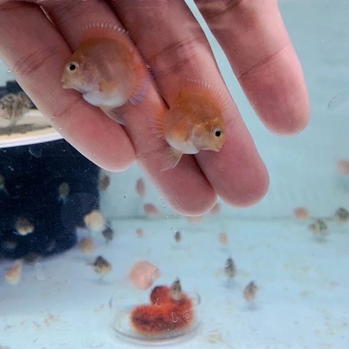 鹦鹉鱼立蛋体毕业级胭脂粉一对