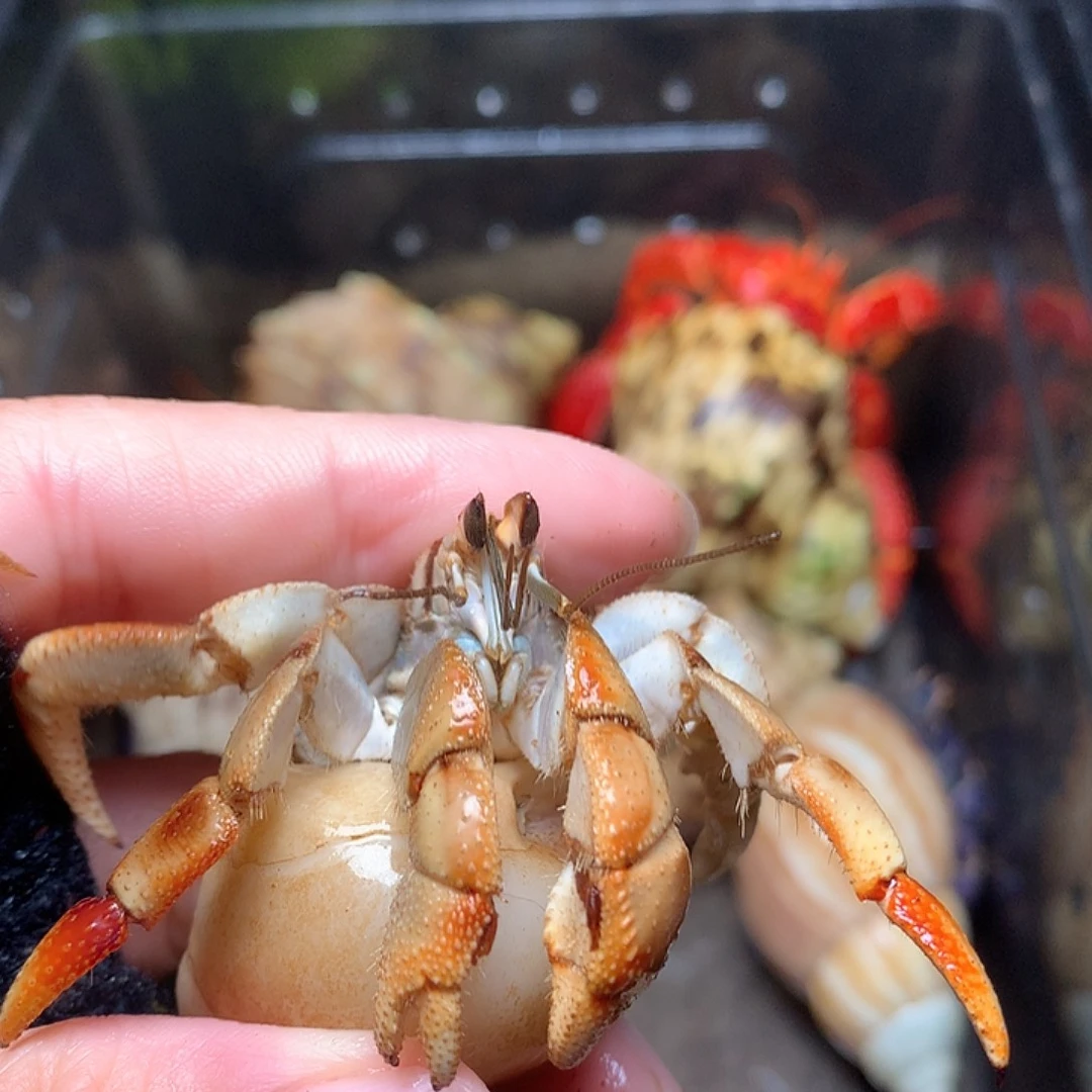 2.4口径厄瓜多尔37