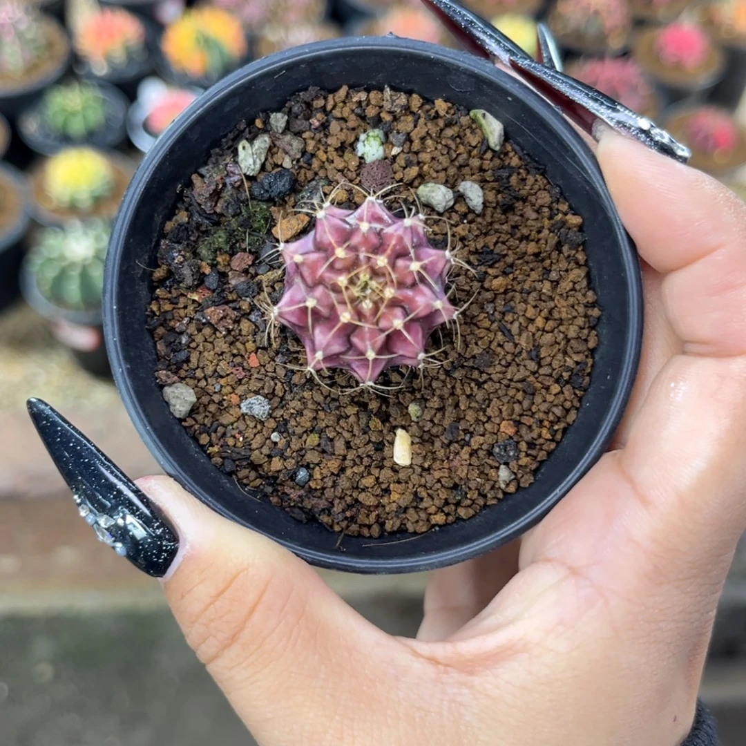 拉法格侧牙 带盆土发货