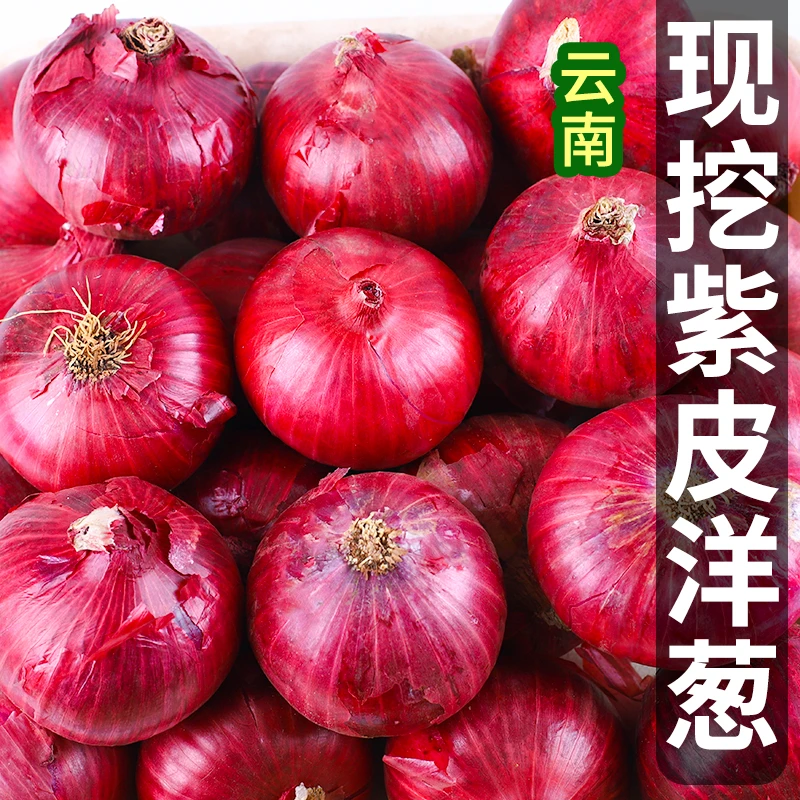 净重9斤装福利果紫皮洋葱新鲜现挖多汁农家甜脆自种蔬菜
