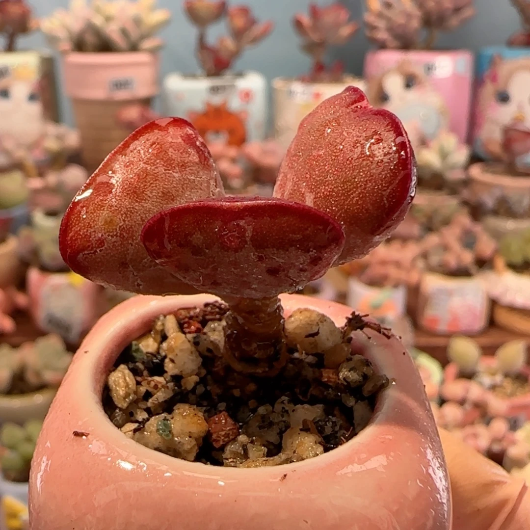 小爱心 盆口3.5cm