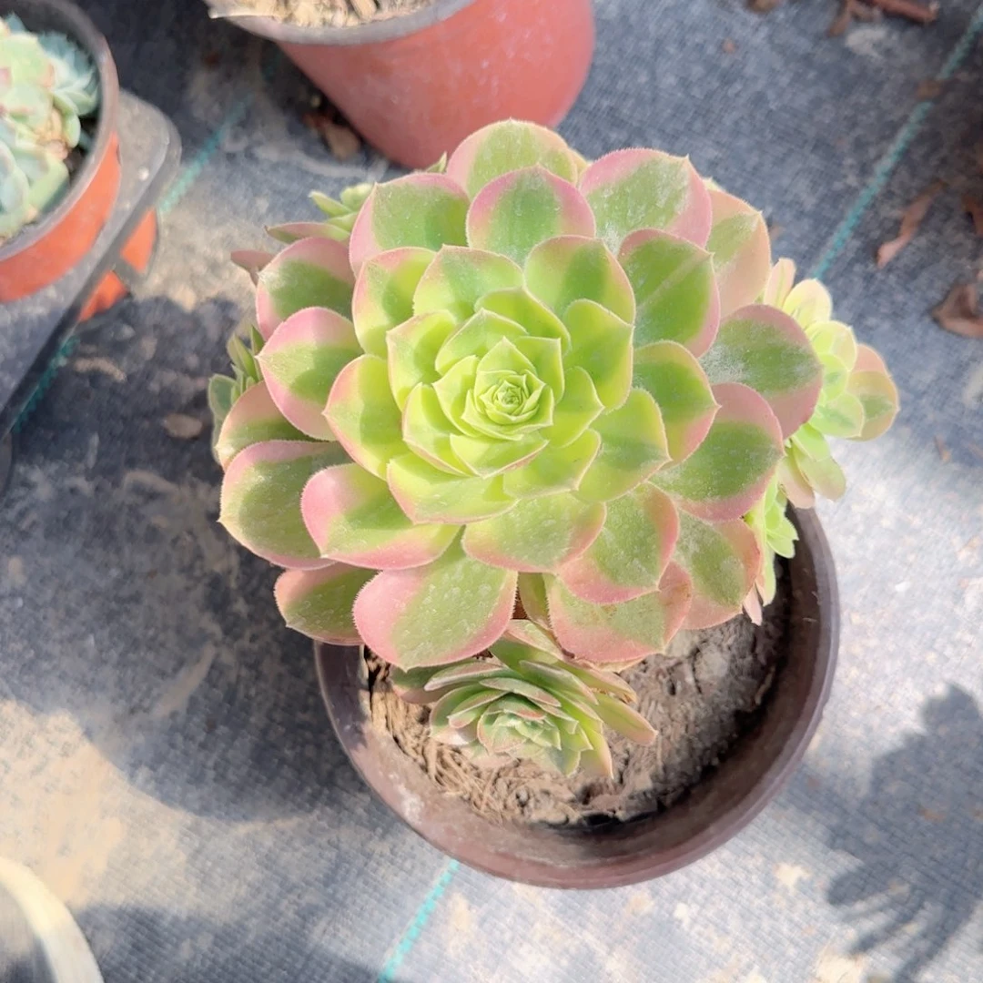 无花朵万黄锦特价
