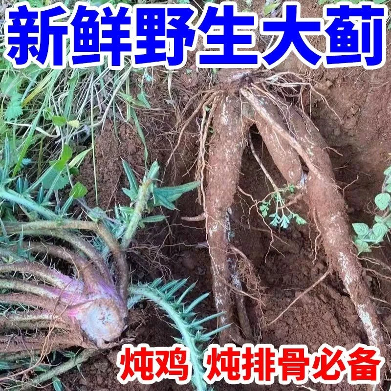 兰本草新鲜大蓟 刺儿菜根 刺萝卜 内叶刺凉拌炖汤煲汤