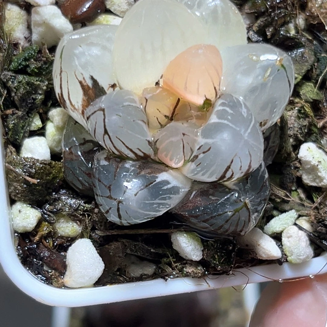 恭喜发财大吉大利