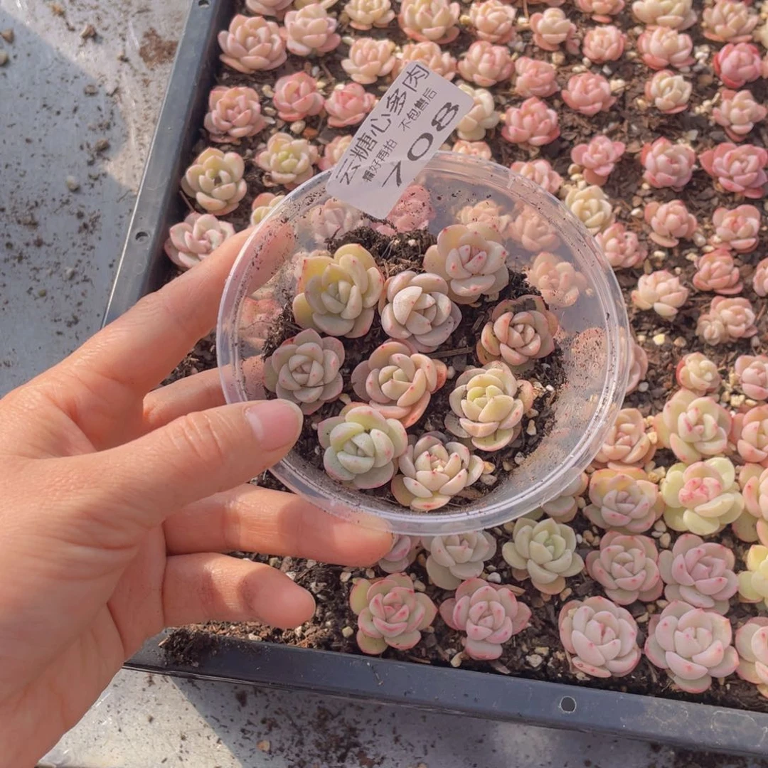 云糖心多肉植物708