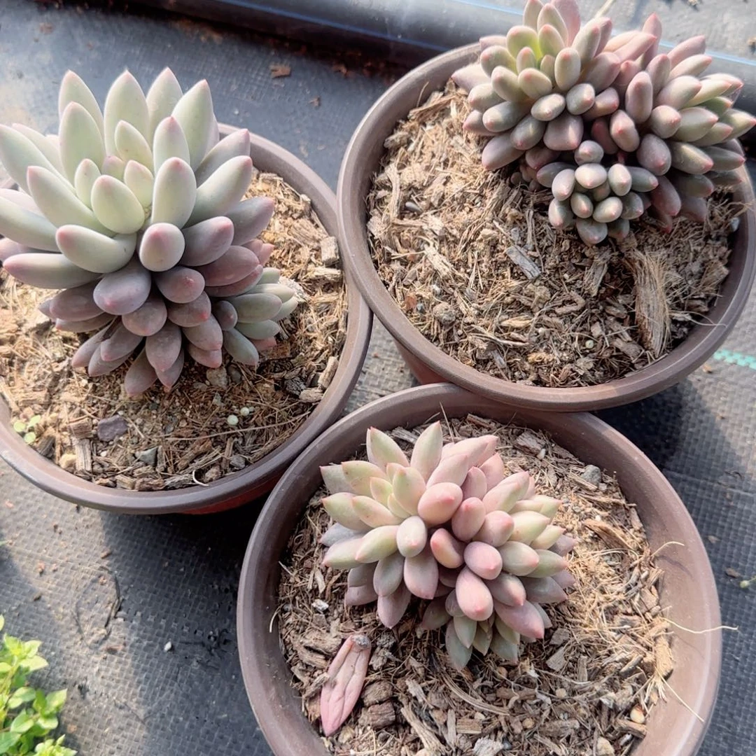 无花朵150所罗门精控