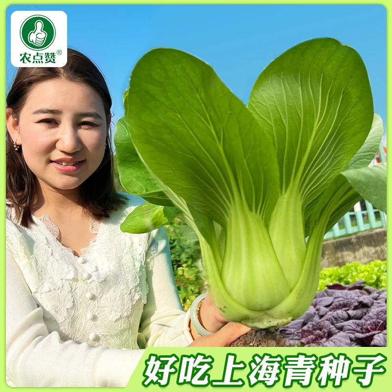 【ZS】厂家正品绿娜青梗菜四季上海青种子耐热耐寒阳台大田种植