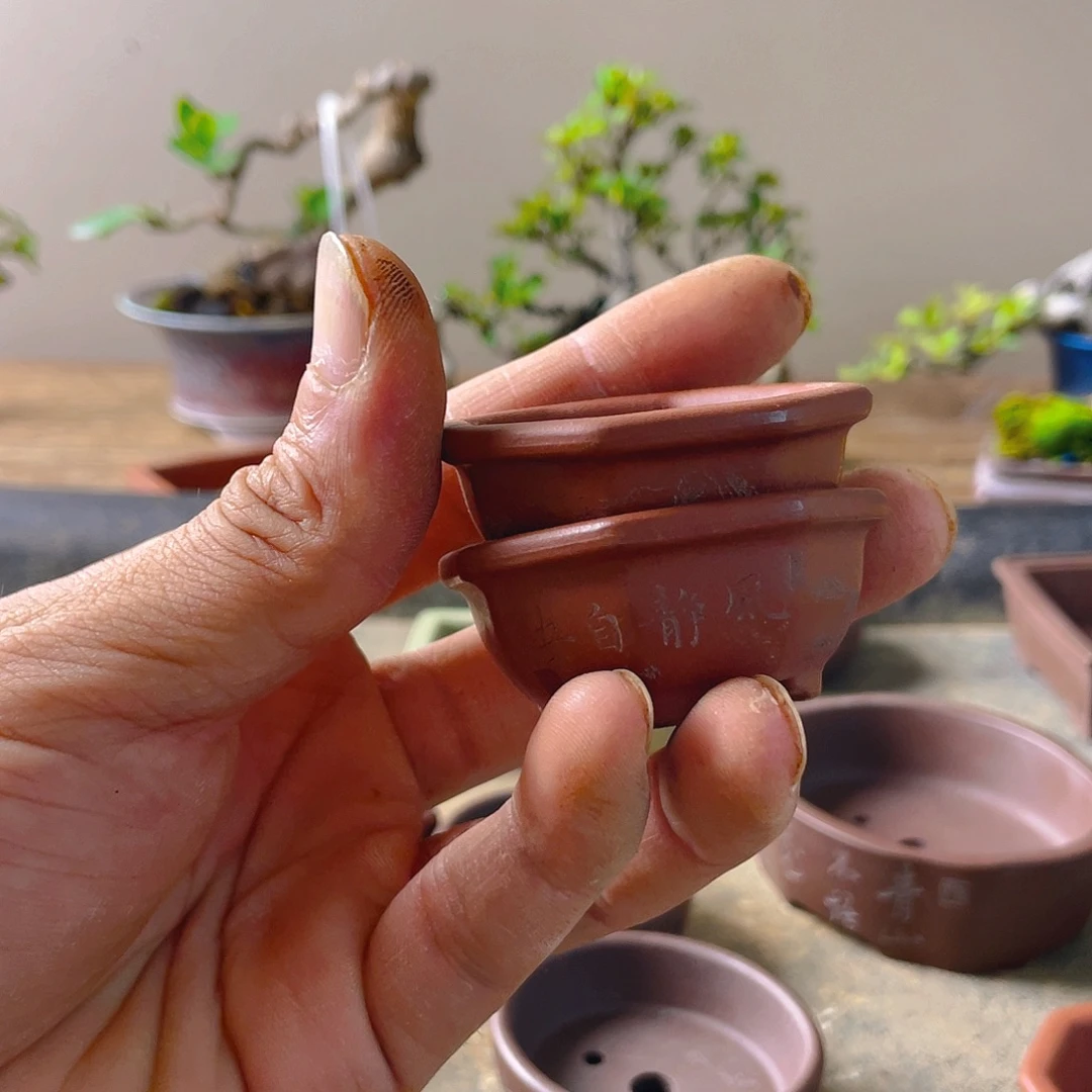 喜***菜无花朵盆两个盆景造型设计