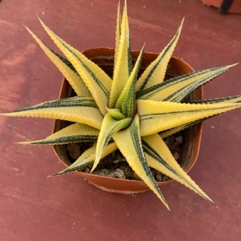 琉璃殿锦11仙人球