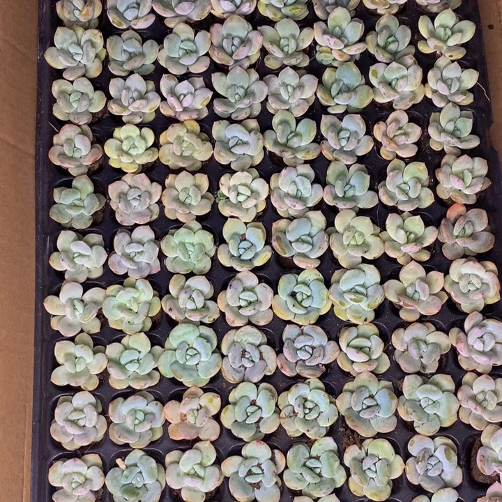 奶茶10颗  （满9.99包邮不满9.99发叶子）