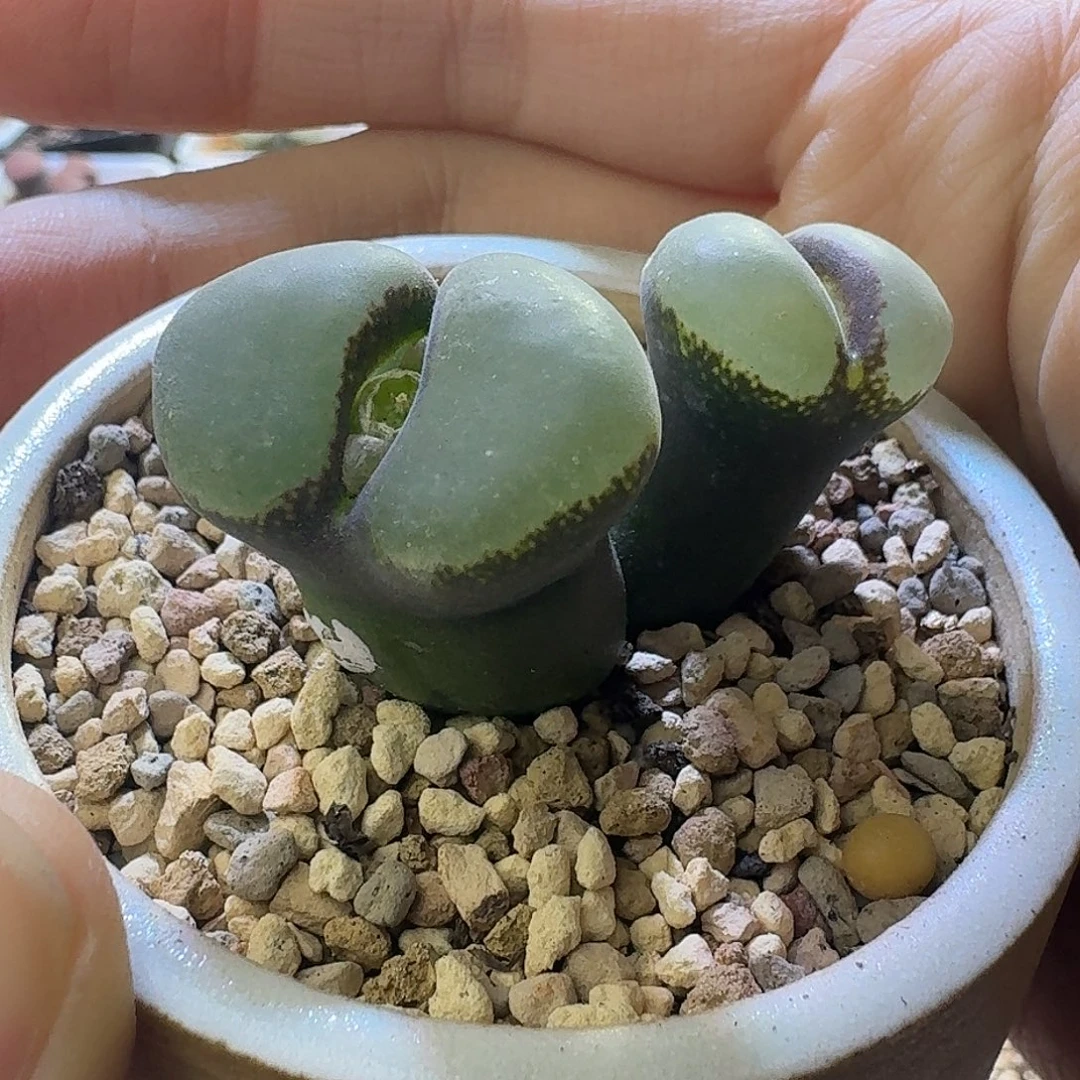 69号双头大宽窗风铃一物一拍