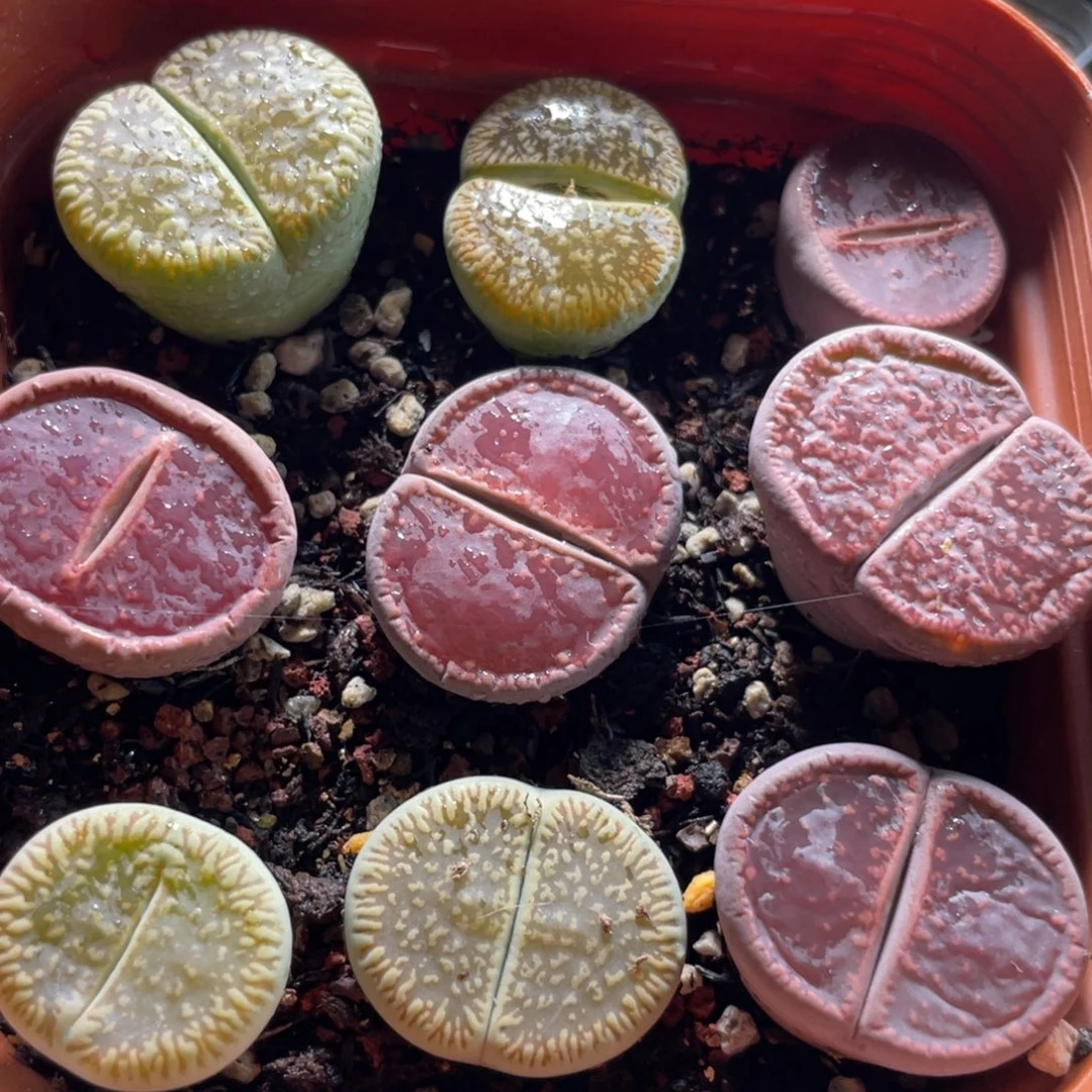 大盆特价一物一拍～23