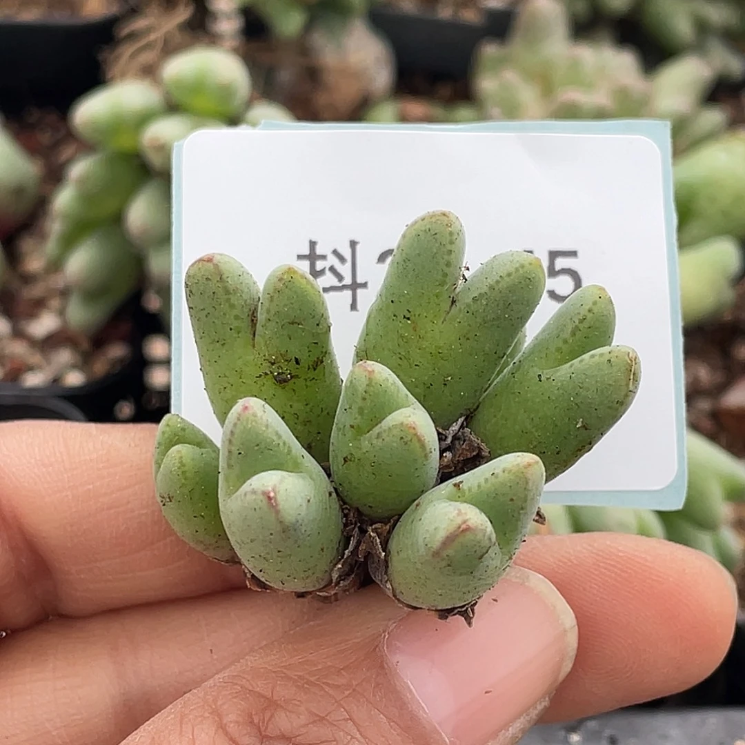 金****20-45肉锥多肉植物