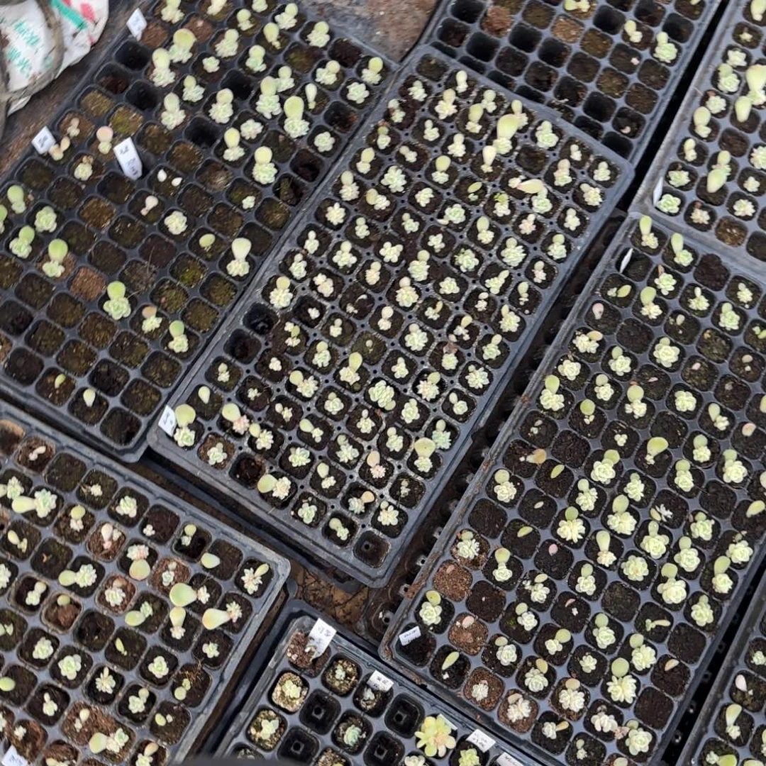 云间穴三个满25包邮