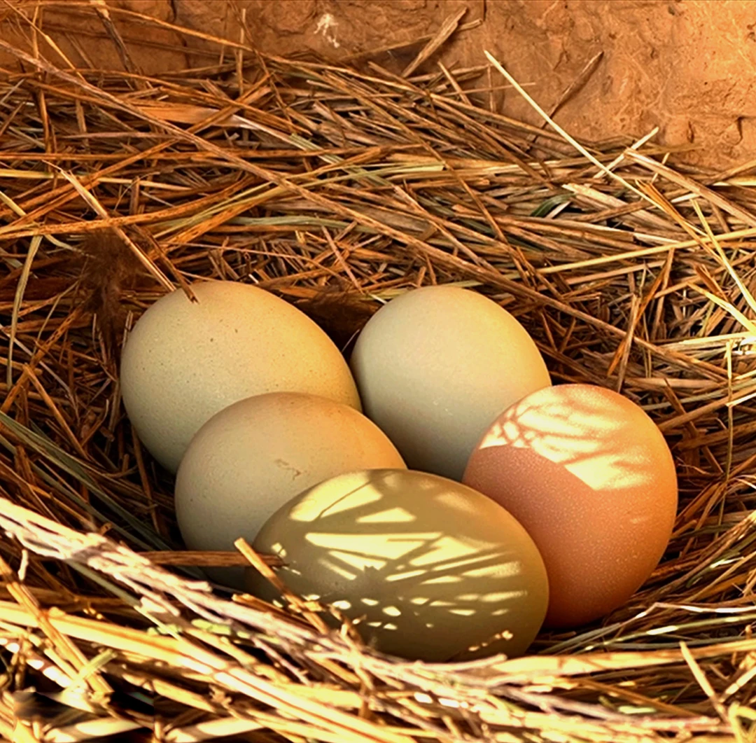 甘肃庆阳农家跑山鸡黑乌鸡蛋