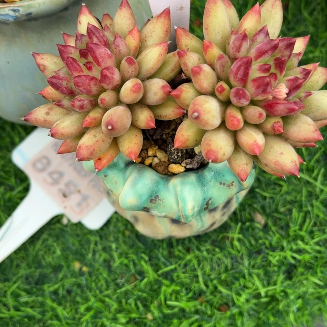 霖***多肉植物1143带盆