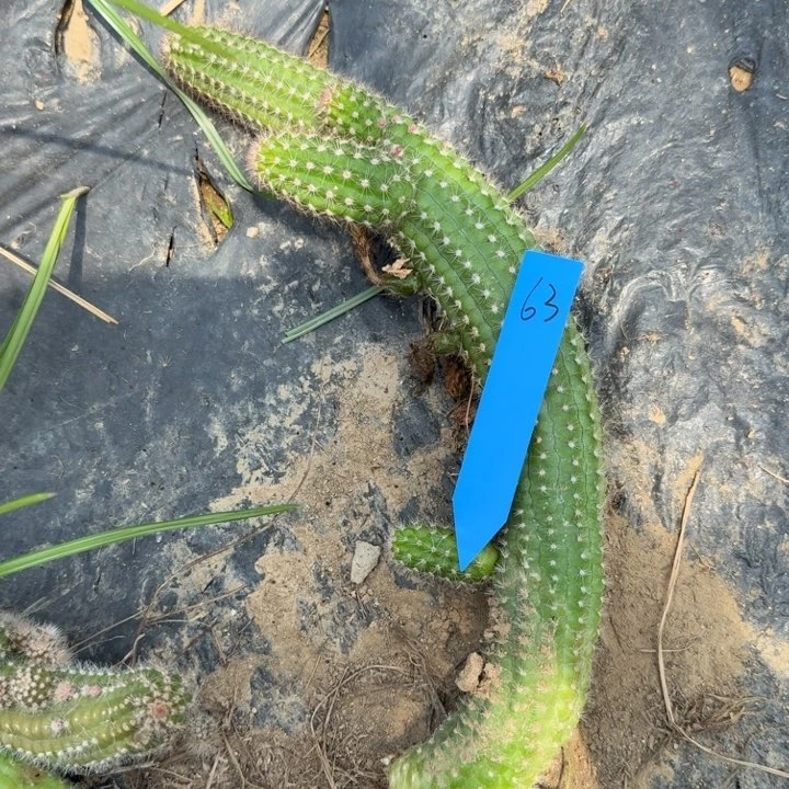 白檀仙人掌侧芽一个63