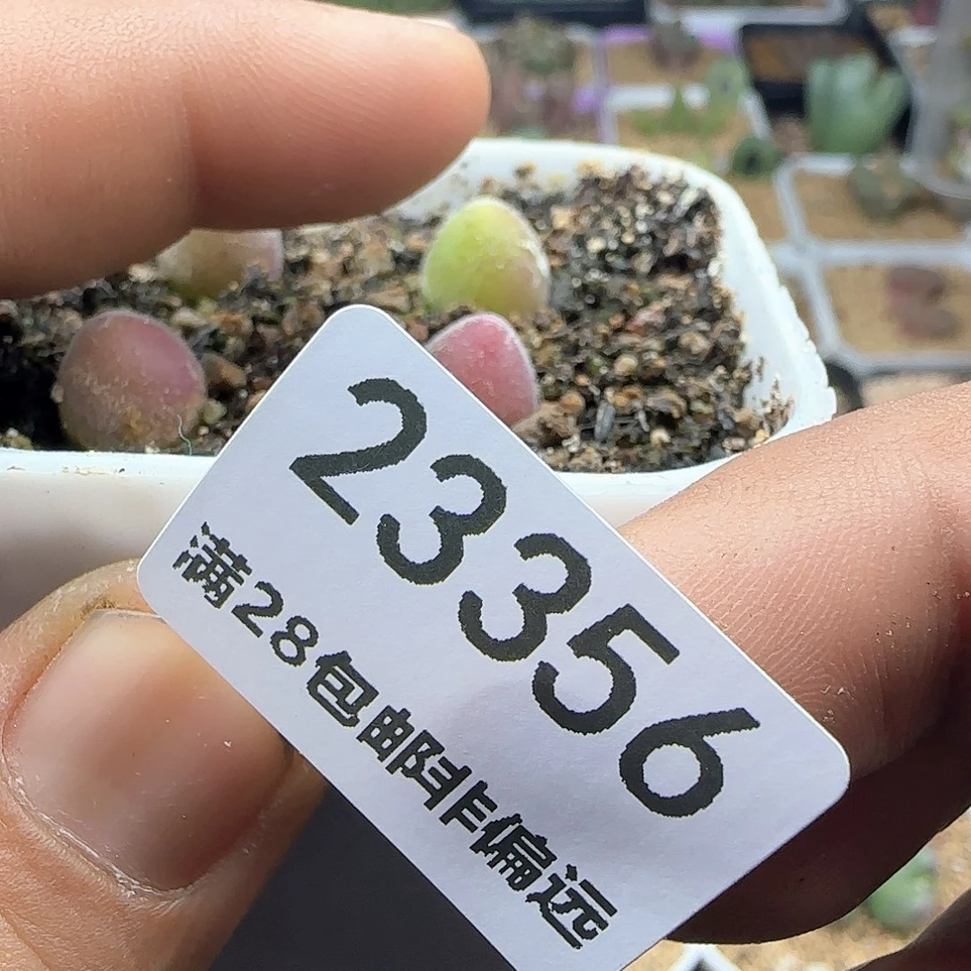 ✨****^大年初三快乐23356