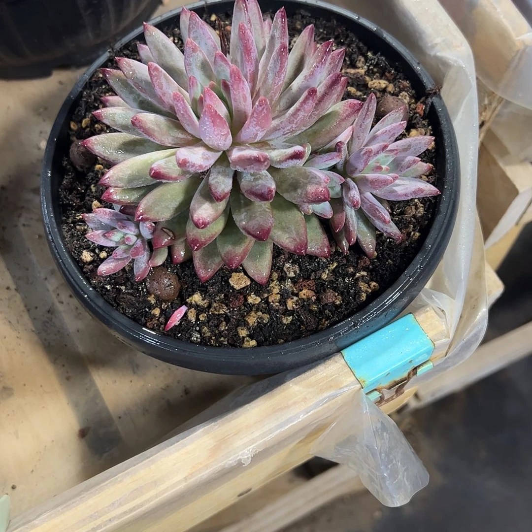 虞美人群多肉植物