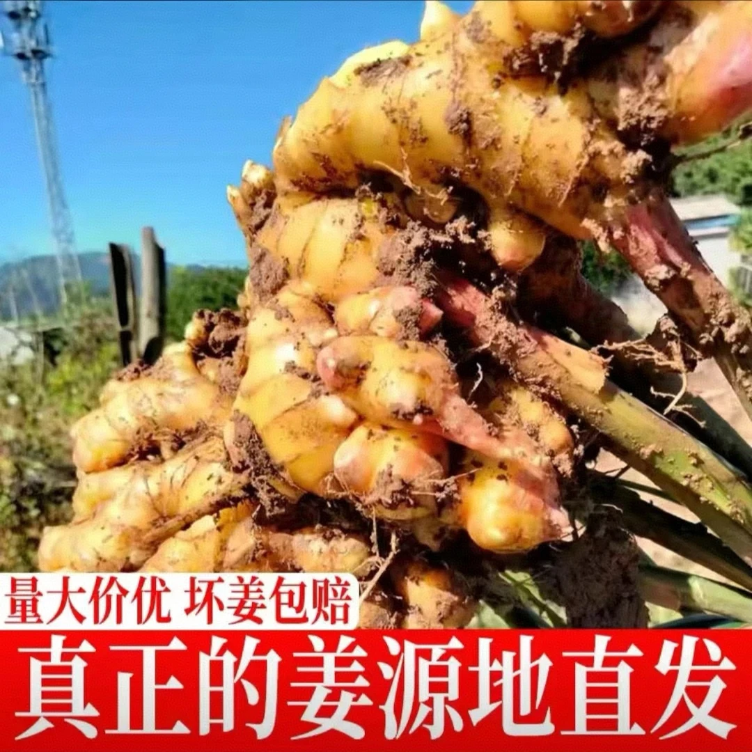 贵州大黄姜农家自种新鲜现挖带泥辛辣多汁产地直发