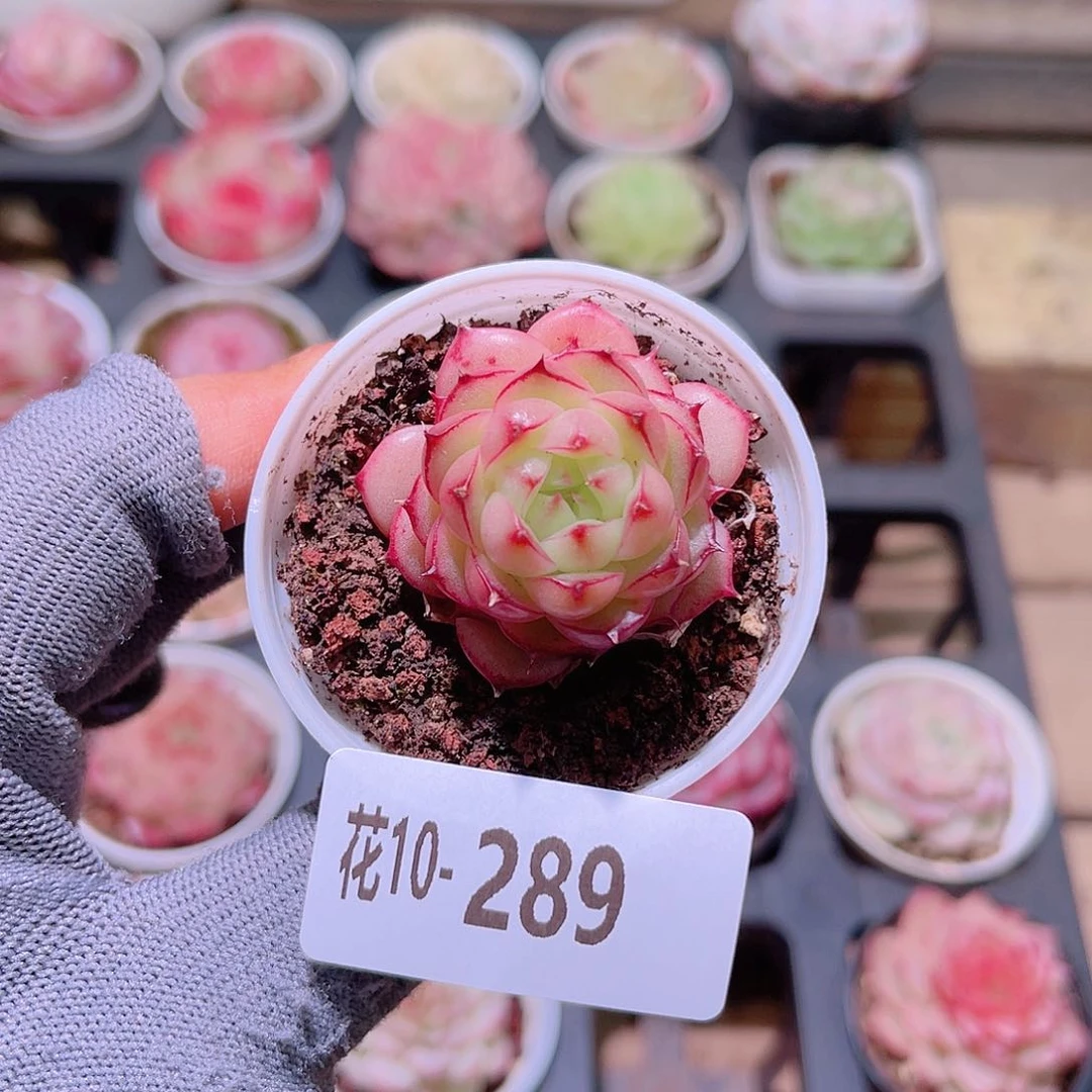 花10-289海王单头