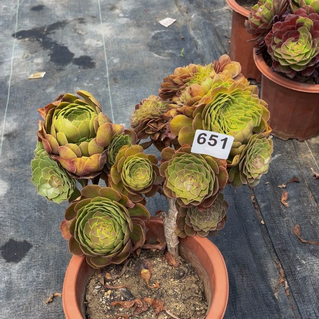 多肉植物万圣节缀651